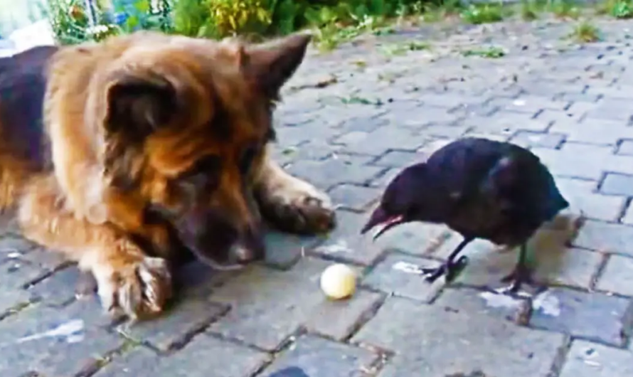 Dog And Crow Play Fetch Together