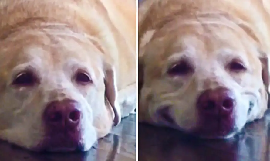 Cute Labrador Loves To Smile On Command