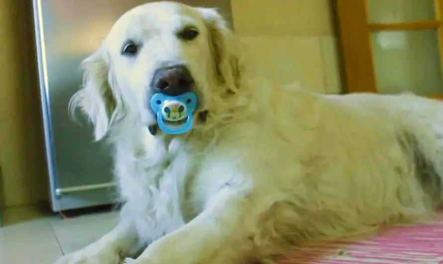 Golden Retriever Refuses To Give Up Pacifier