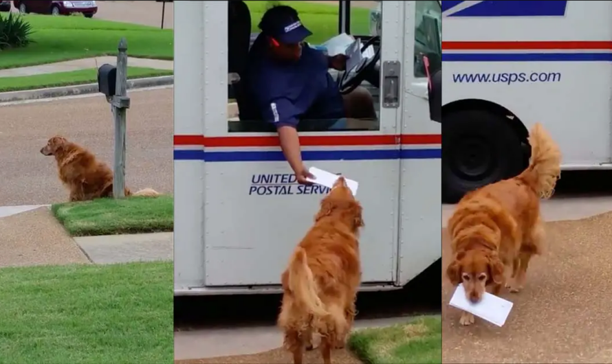 Golden Retriever Waits For Mail Truck To Deliver Mail