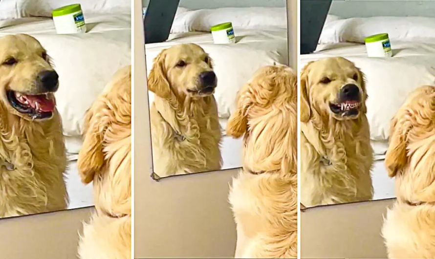 Golden Retriever Practices His Mean Face In The Mirror