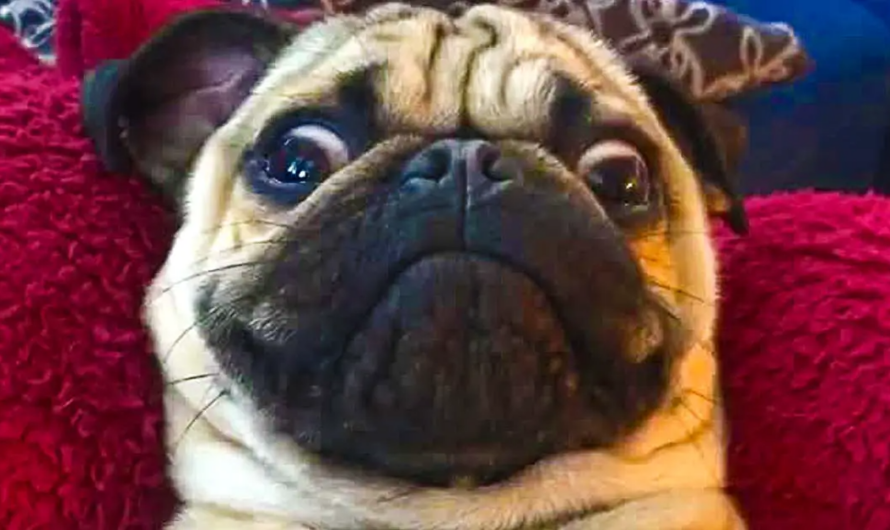 Lazy Pug Has A Hilarious Reaction When Asked If He Wants A Treat