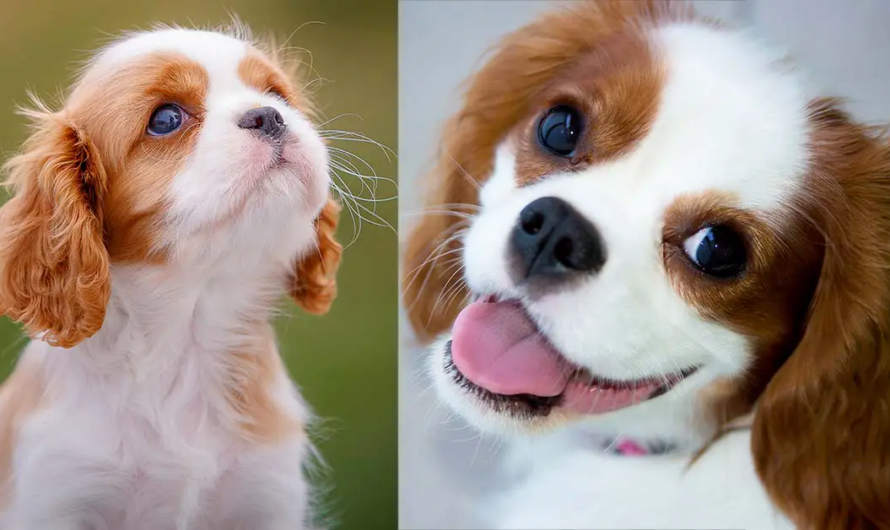 25 Cavalier King Charles Spaniel Facts You Should Know