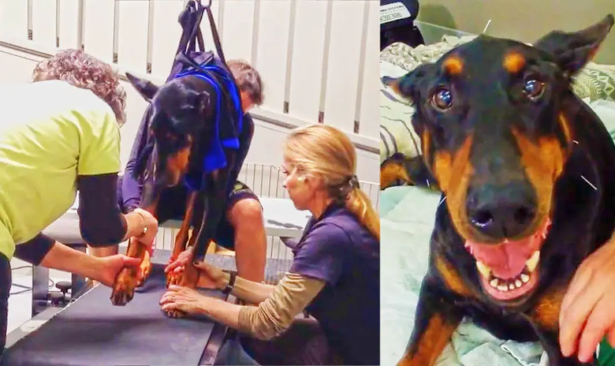 Paralyzed Doberman Learns To Walk Again Thanks To These Good People