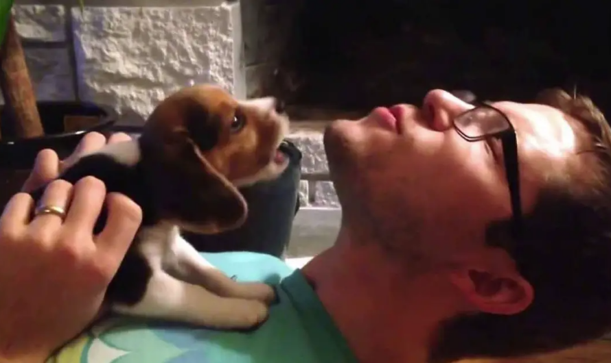 8-Week-Old Beagle Puppy Learns to Howl with Dad