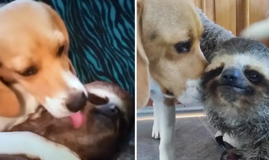 This Rescued Sloth Can’t Get Enough Of His Beagle Bestie’s Cuddles