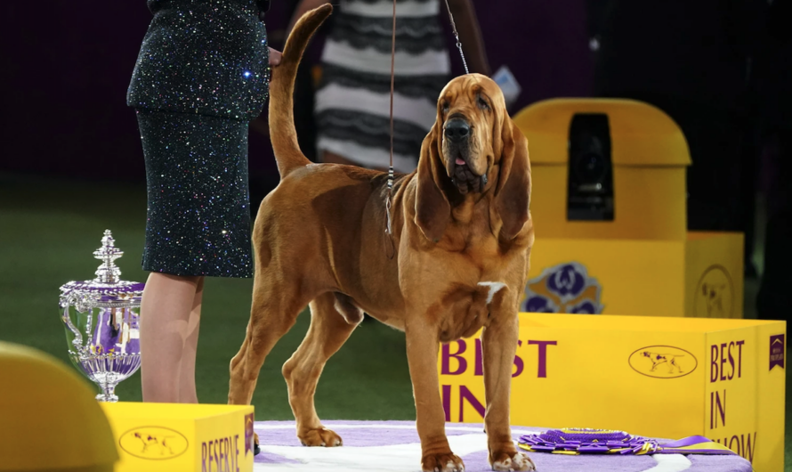 Dog named Trumpet becomes first bloodhound to win best in show at Westminster