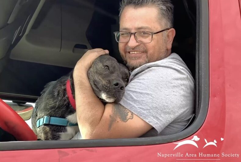 Dog Who Spent Over A Year At Shelter Beams As He Climbs Into Car With New Dad