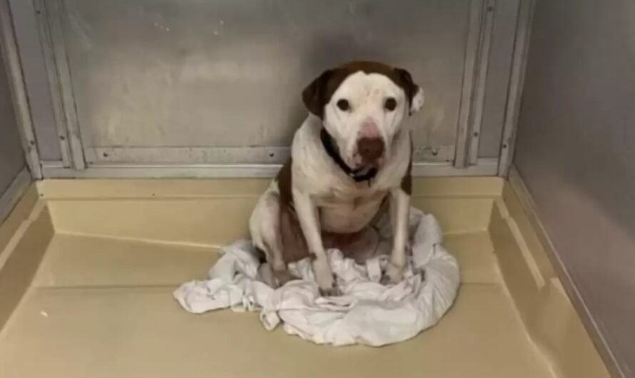 ‘Forgotten’ Shelter Dog Has The Sweetest Reaction To Finally Being Shown Love