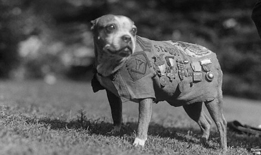 Dogs in History: Sergeant Stubby, the Iconic WWI War Dog