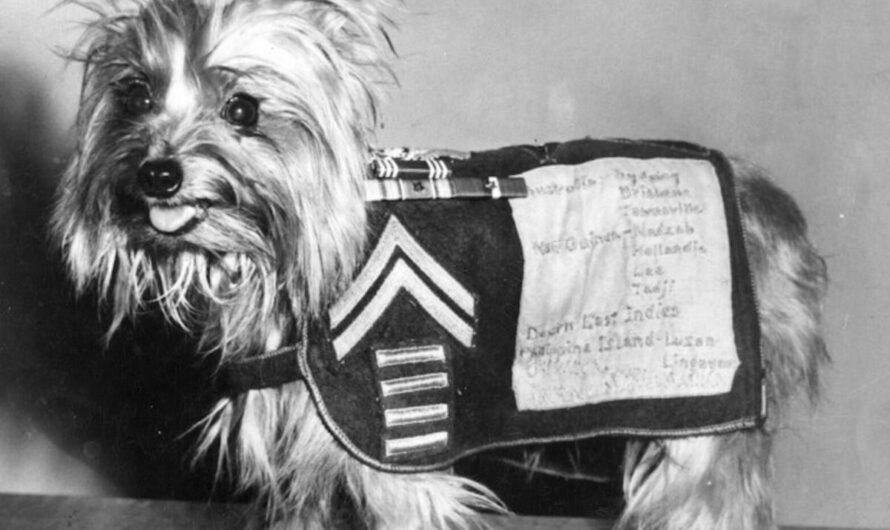 Dogs in History: Smoky, a Dedicated Soldier and the First Therapy Dog in WWII