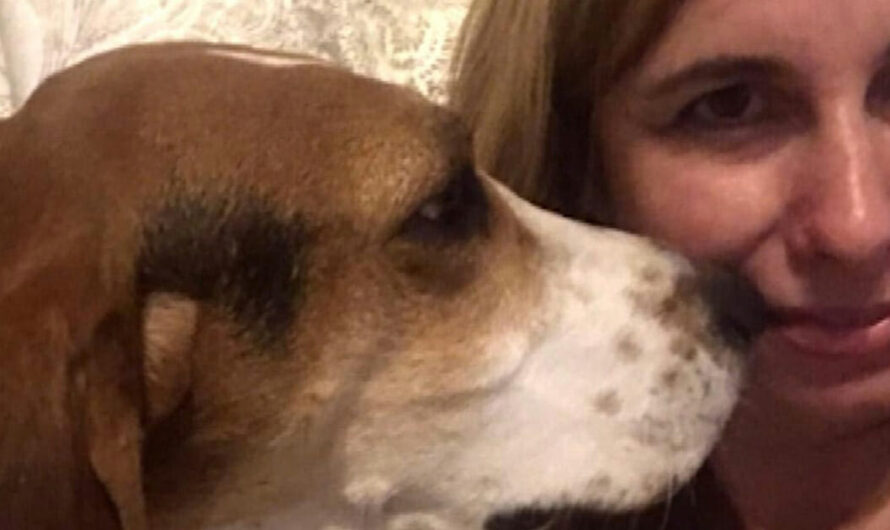 Dog refuses to stop sniffing owner’s nose – then she realises she’s trying to warn her