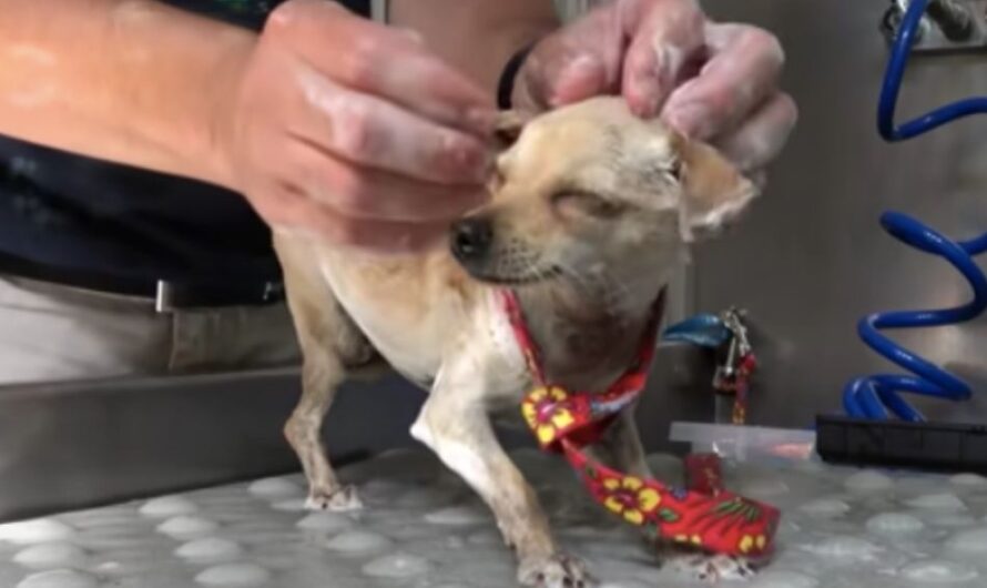 The Rescue of Kitty the Tiny Abandoned Dog