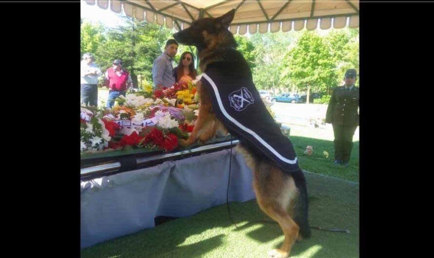 The emotional farewell of a dedicated police dog to its handler unites hearts and transcends life itself in this deeply moving farewell.