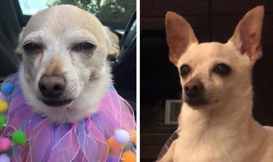 Meet 21-year-old TobyKeith- now declared the world’s oldest living dog