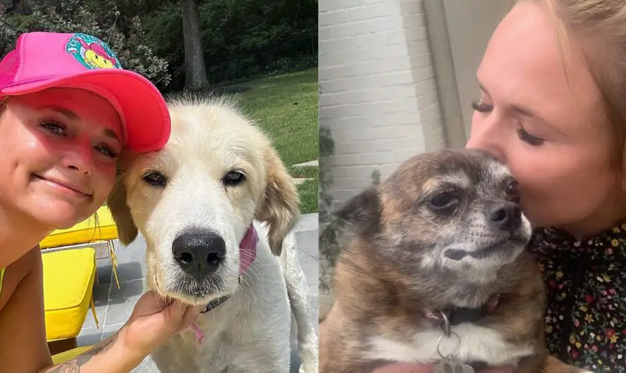 Miranda Lambert mourning two rescue dogs who died within 6 weeks: “two of the best and most loyal friends”