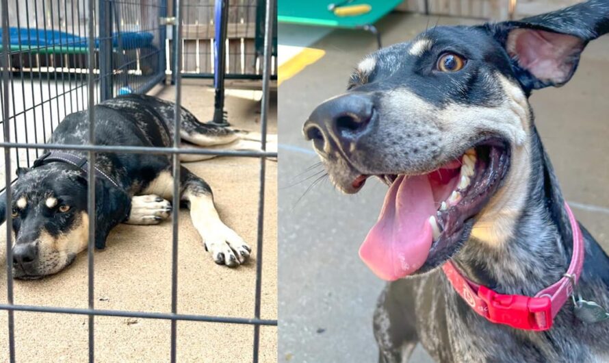 Shelter dog “loses hope” after being returned three hours after being adopted — then gets a second chance