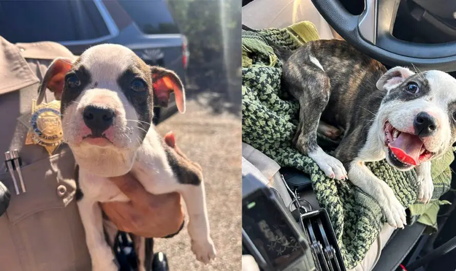 Truck driver stops to help poor puppy left with a zip tie around her neck