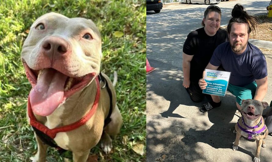 Shelter dog was always passed over because she’s shy — 188 days later her luck finally turns around