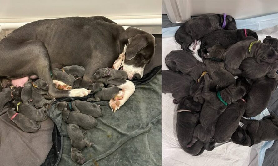 Shelter Great Dane gives birth to litter of 15 adorable puppies, breaking record