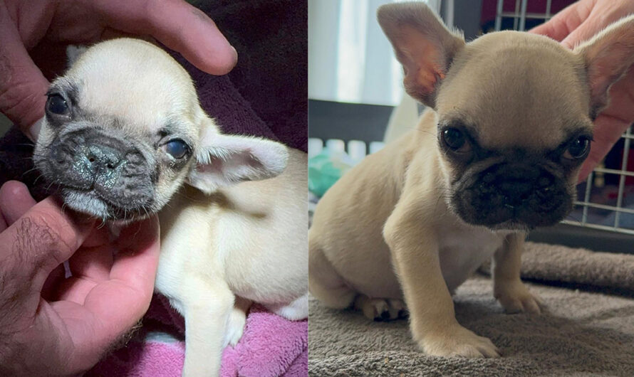 Puppy found in breeder’s trash can, left to die due to medical defects — now he’s getting a second chance