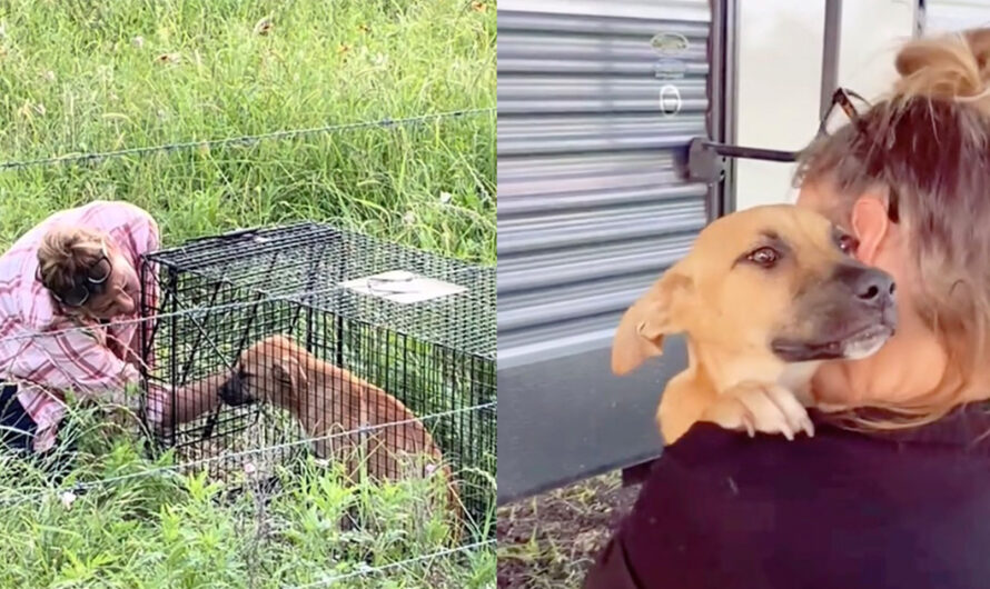 Dog rescuer wins trust of abandoned puppy — look of love shows she’s finally home