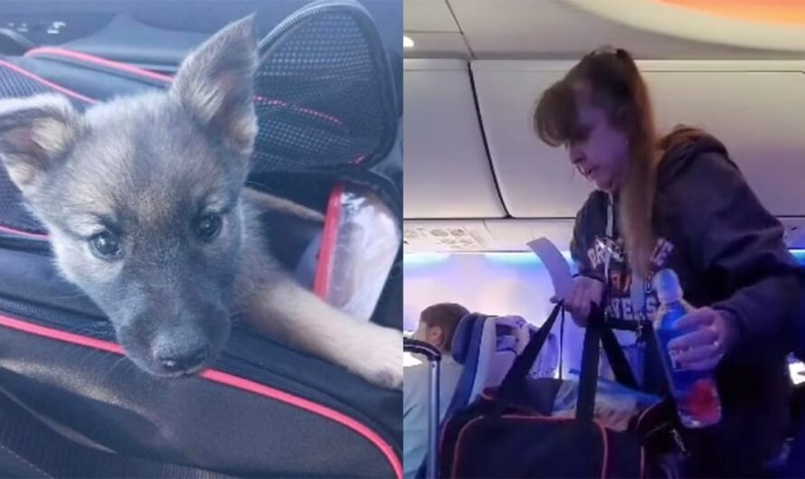 Woman gets kicked off flight just for petting her newly-adopted dog