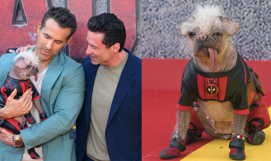 Peggy was named “Britain’s ugliest dog” — now she’s starring in movie with Ryan Reynolds and Hugh Jackman