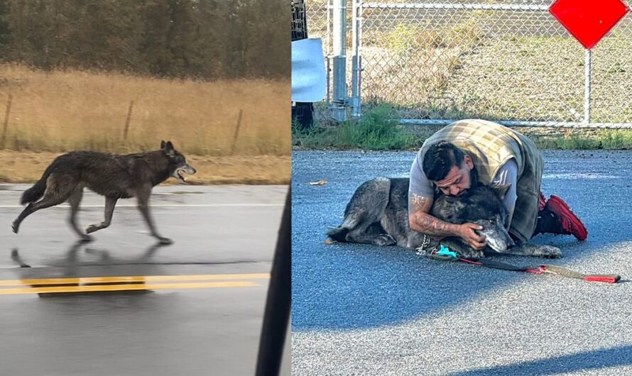 Wolf-dog hybrid on the loose for days in California finally found, reunited with owner