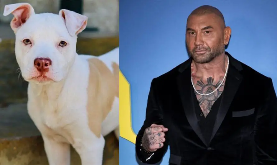 Dave Bautista tells story of his most recent rescue dog — and the two celebrities who brought them together