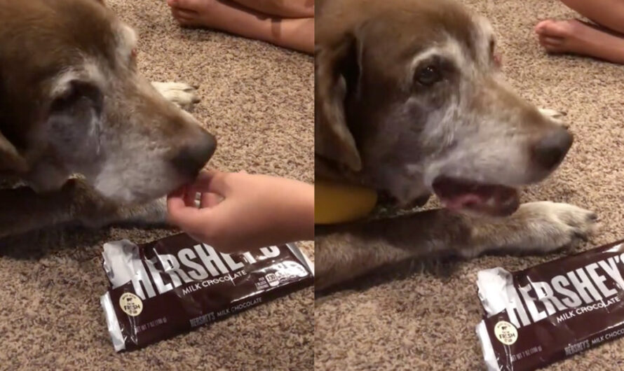 Family gives chocolate to their senior dog as a final treat: “No dog should go to Heaven not knowing how chocolate tastes”