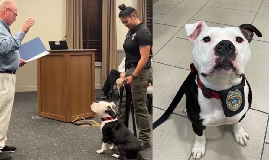 Shelter dog gets adopted by police department, officially sworn in as first “paw-trol officer”