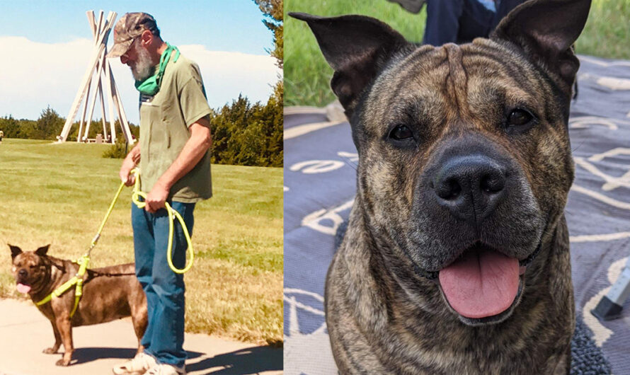 Man’s dying wish is to find a new home for his beloved dog: “Like trying to find a home for your child”