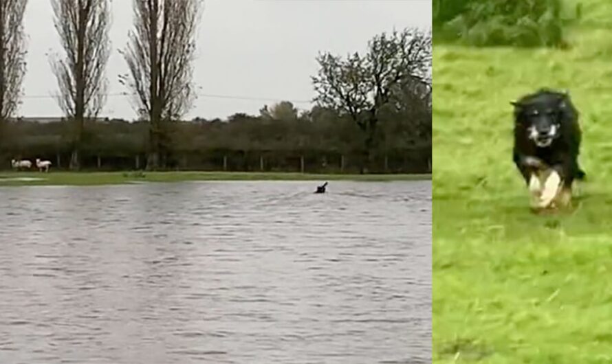 Sheep were trapped by rising flood waters — until hero sheepdog swims out to save them