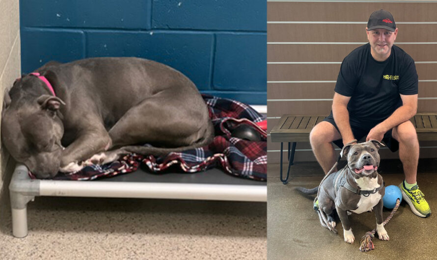 Update: Major, shelter dog who “cried endlessly” after 260 days of rejection, finally finds a home