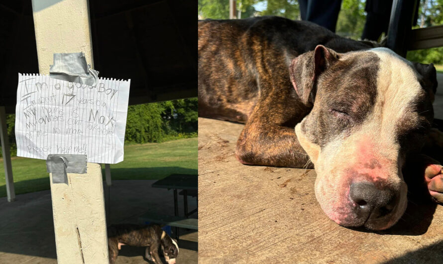 17-year-old dog left tied to picnic table with heartbreaking note: “I’m a good boy…”