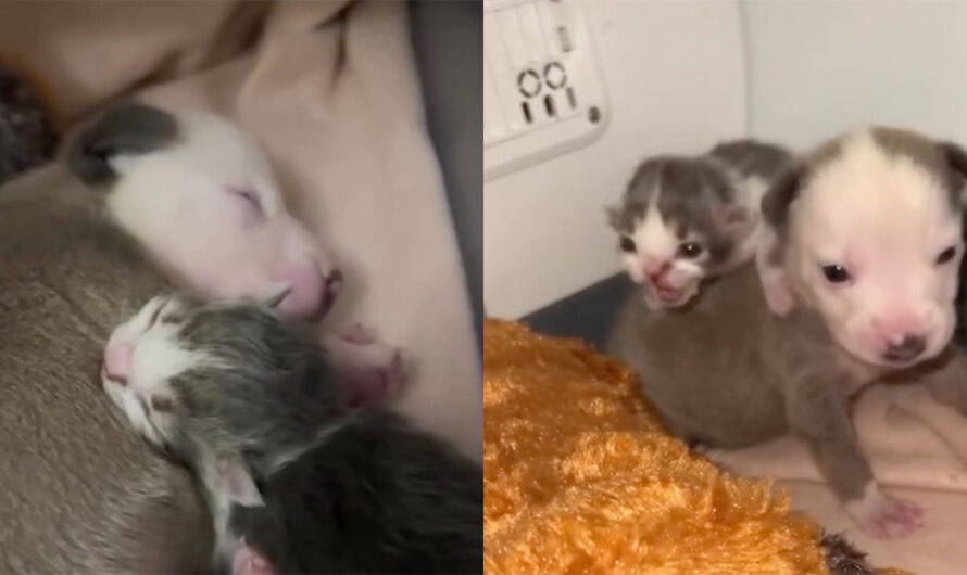 Tiny puppy and kitten, both rejected from their mothers, form the most adorable bond