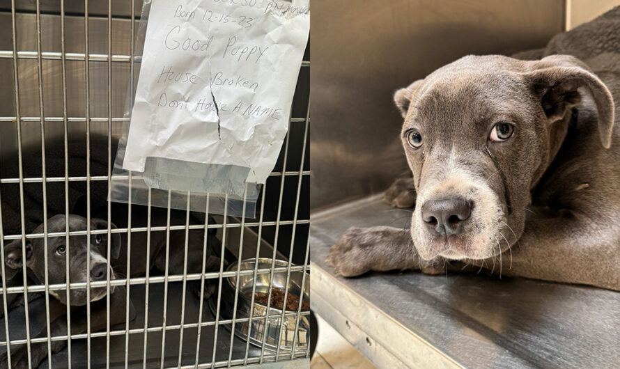 Dog abandoned outside shelter with heartbreaking note and tears in her eyes — soon she gets good news