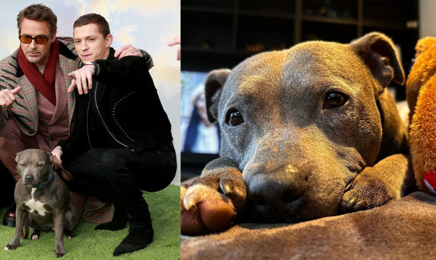 Tom Holland announces passing of his beloved dog Tessa: “Missing my lady”