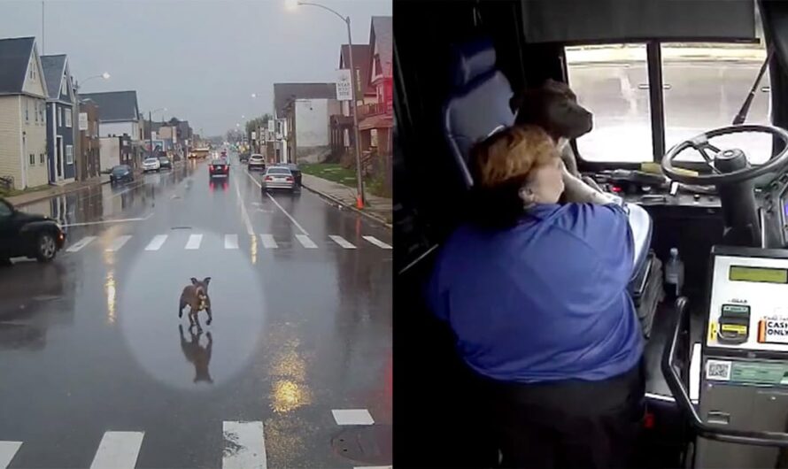 Bus driver sees loose dog in the street, almost getting hit by cars — makes an unplanned stop to save the day