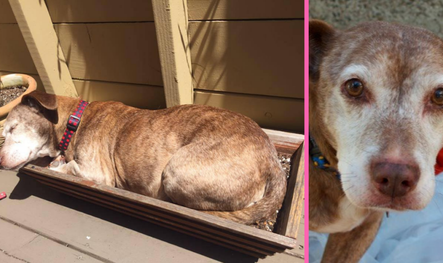 After 11 Years On The Street, Deaf Dog Wakes Up And Realizes He Is Finally Safe