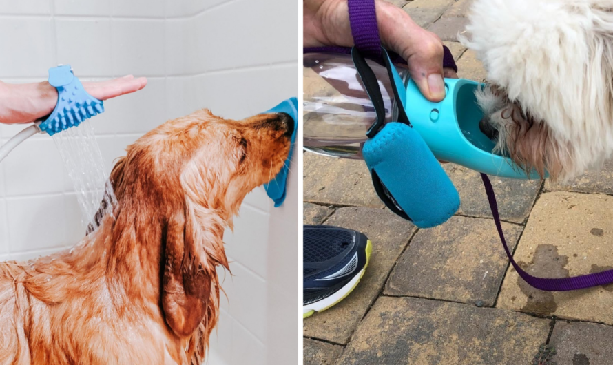 16 Useful TikTok Products Dog Parents Are Raving About