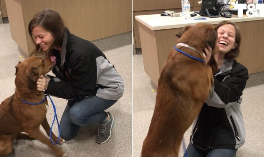 Woman Reunited With Dog Lost For More Than Two Years