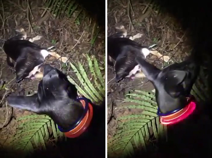 Woman Shows Her Selflessness When She Tries To Calm Her Dog During An Earthquake