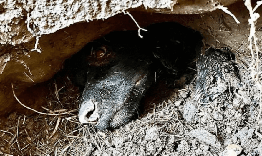 Dog trapped underground for more than 60 hours rescued by firefighters