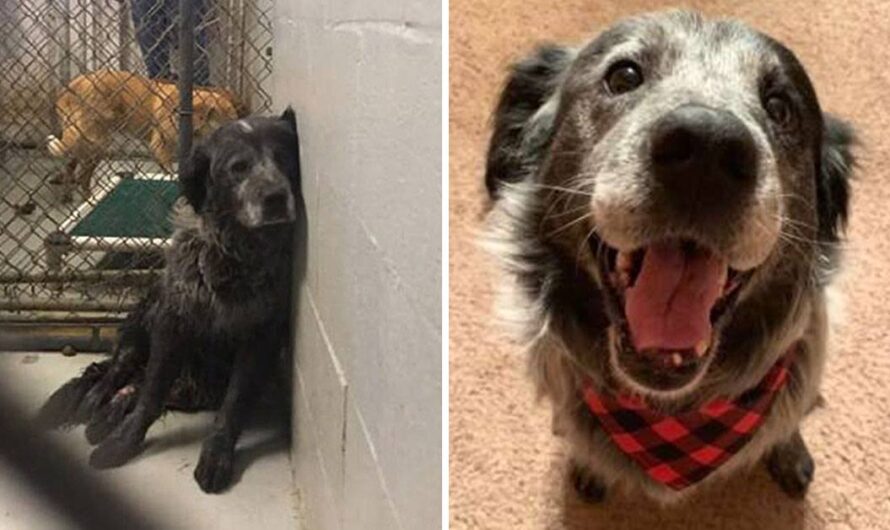 ‘Abandoned And Broken’ Shelter Dog Can’t Stop Smiling Once He Realizes He’s Found A Forever Home