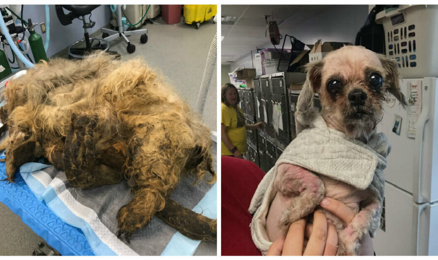 Rescuers Give Abandoned Dog Covered in Years of Matted Fur a Brand New Start