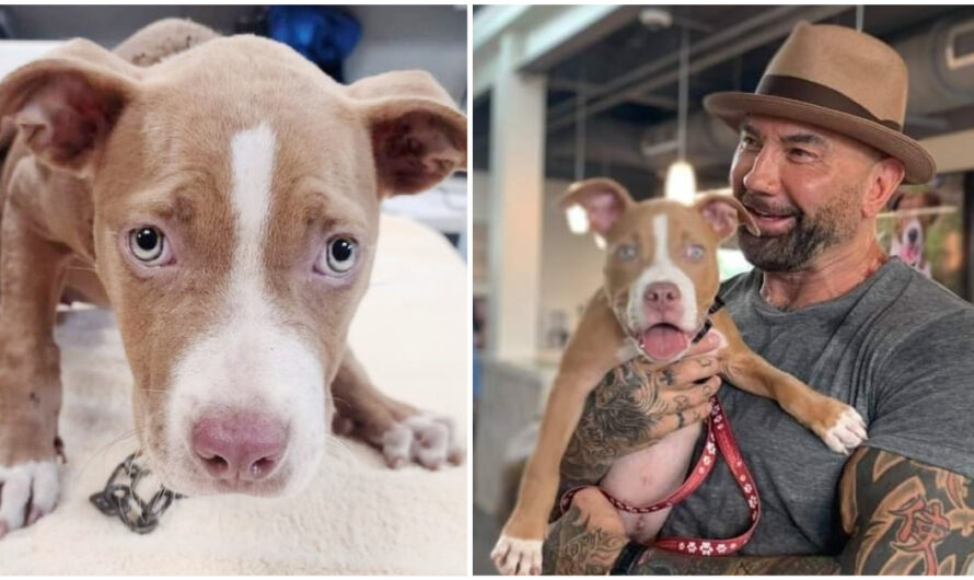 Actor Dave Bautista Adopts Abused, Chained-up Puppy, Offers $5,000 To Find Culprit