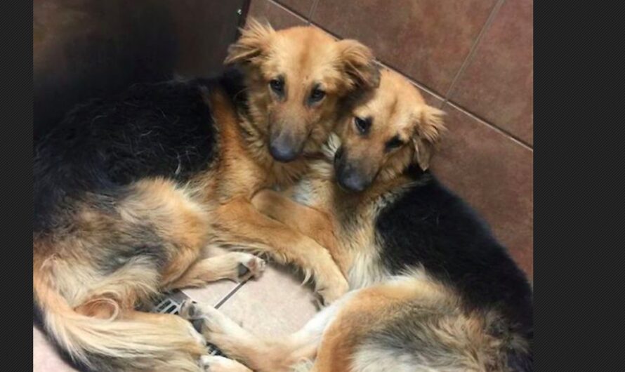 Two Dogs Have Inseparable Bond, Shelter Takes Viral Photo That Gets Them Adopted