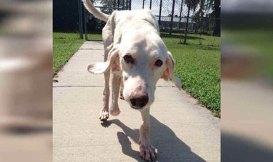 Adopted dog returns to shelter 11 times – then the staff realize the heartbreaking truth